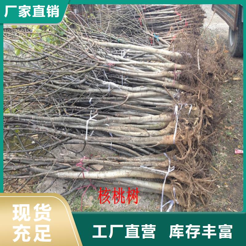 核桃苗草莓苗价格用心做产品