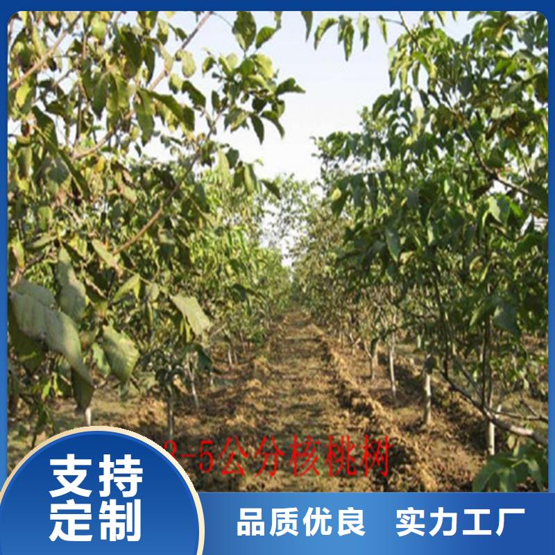 核桃苗果树苗助您降低采购成本