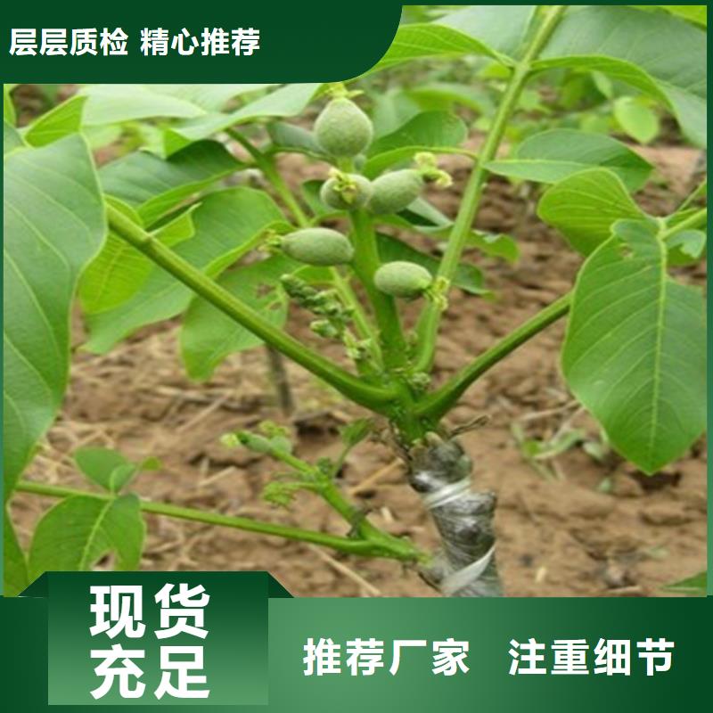 核桃苗,【艾琳娜西梅树苗】货源直销