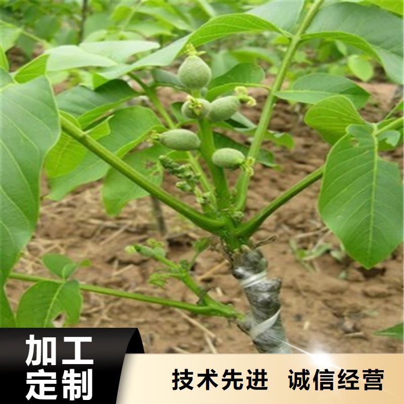核桃苗_红肉西梅层层质检