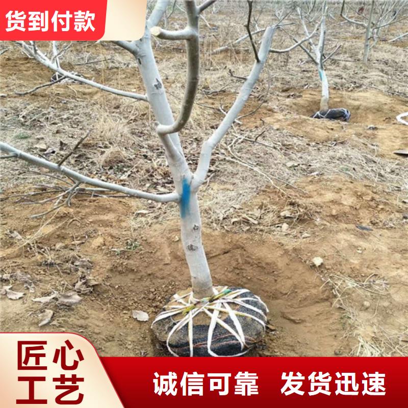 【核桃苗】,草莓苗价格供应商