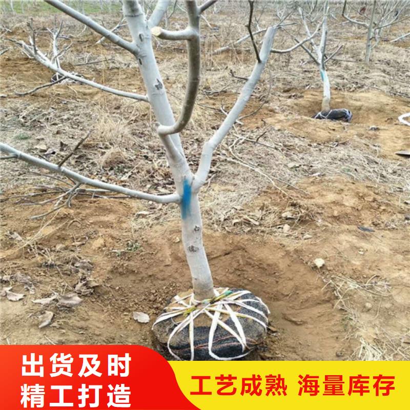 核桃苗【徐香猕猴桃树苗】符合行业标准
