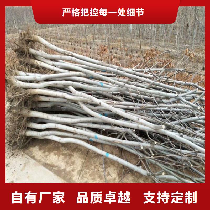 核桃苗,【艾琳娜西梅树苗】货源直销