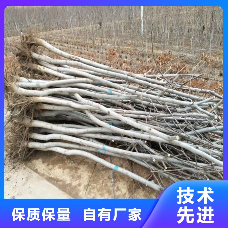 【核桃苗樱桃苗拒绝差价】