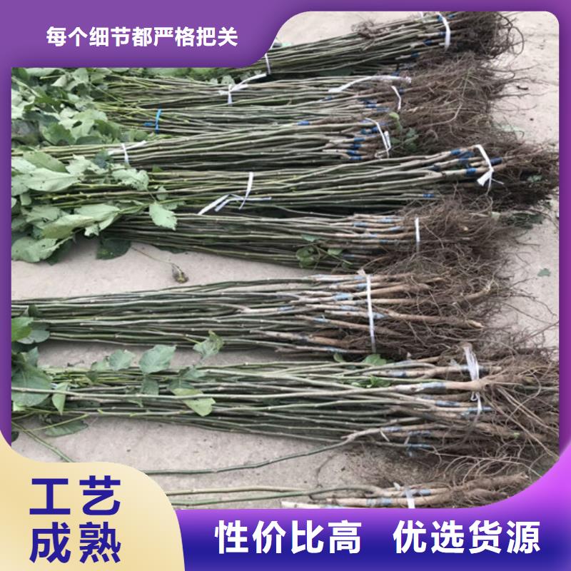 【核桃苗,板栗苗产品实拍】