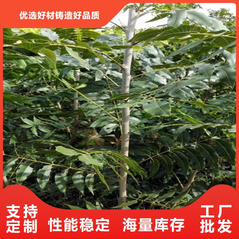 核桃苗果树苗助您降低采购成本