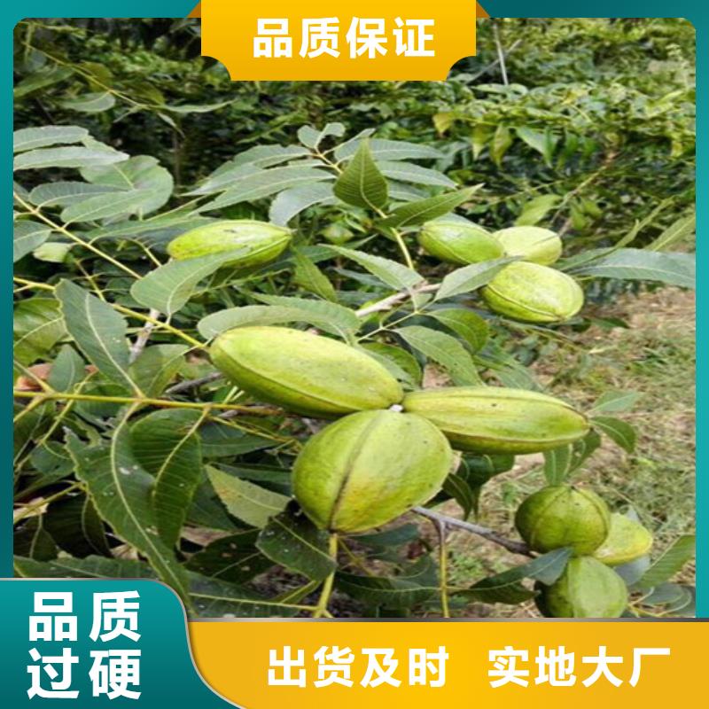核桃苗葡萄苗严格把控质量