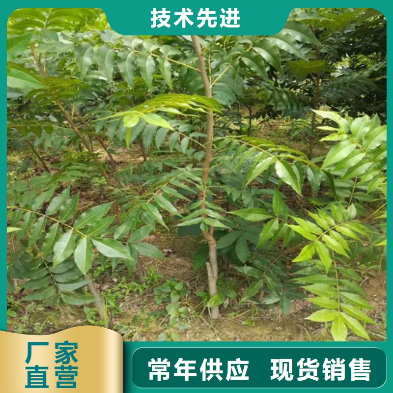 核桃苗葡萄苗严格把控质量
