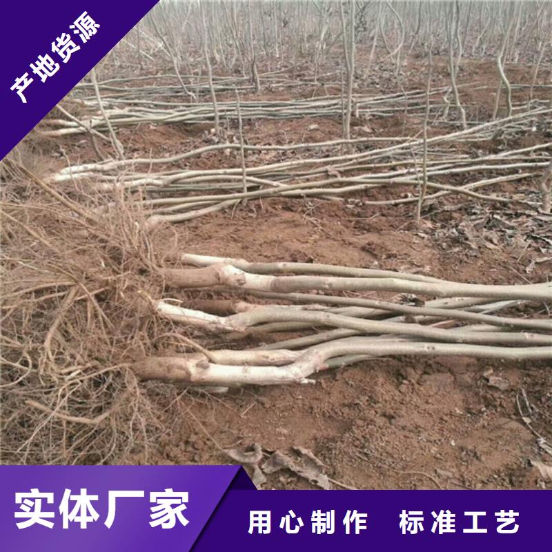 核桃苗_红肉西梅层层质检