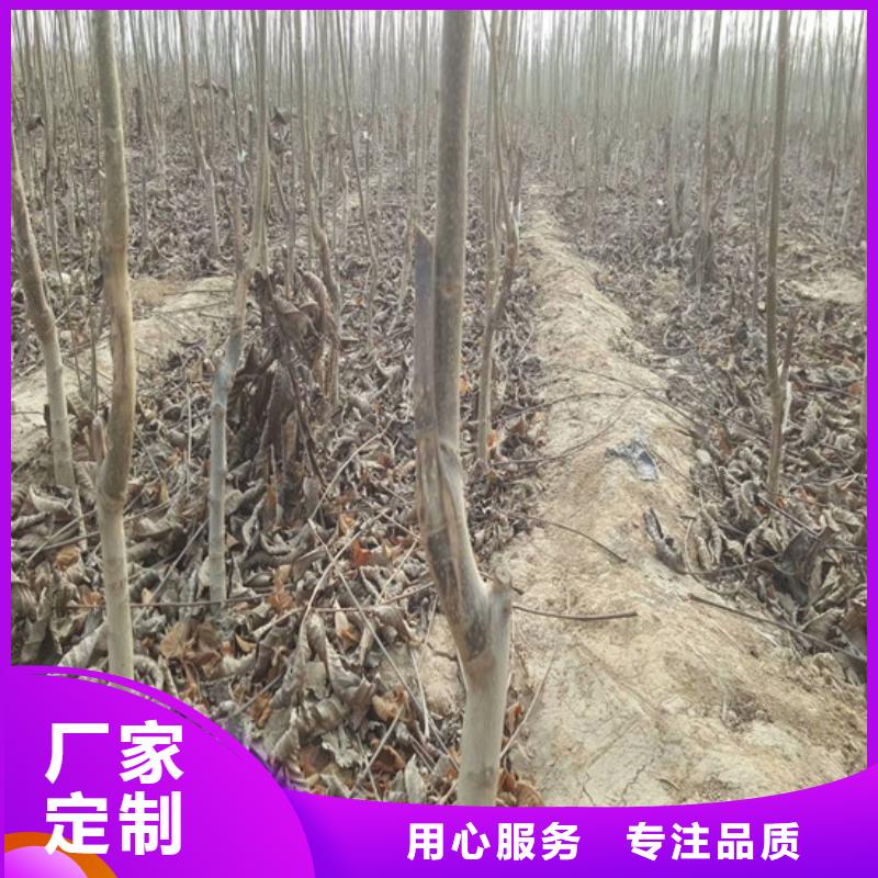 【核桃苗】,草莓苗价格供应商