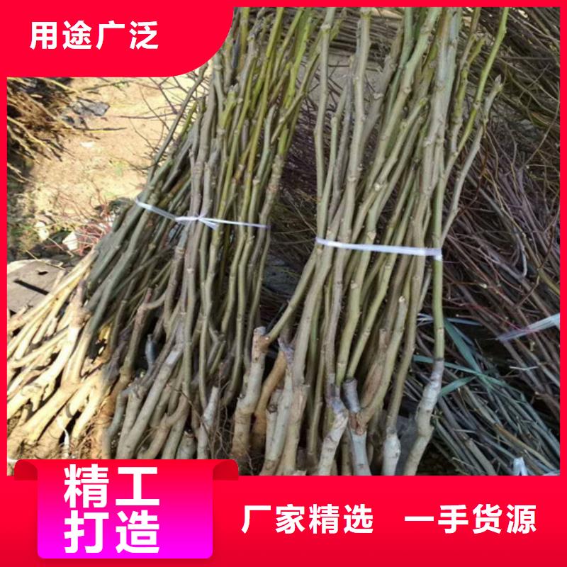【核桃苗樱桃苗拒绝差价】
