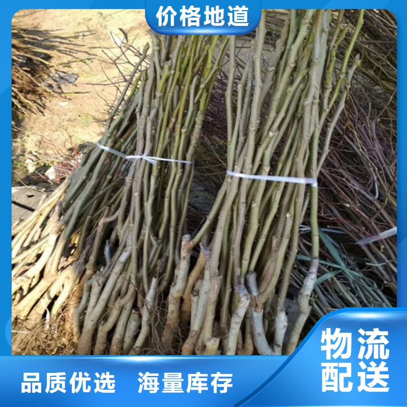 【核桃苗】红蜜桃树苗一对一为您服务