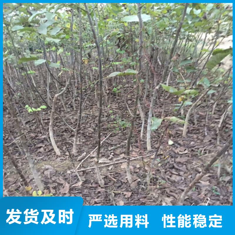 核桃苗【徐香猕猴桃树苗】符合行业标准