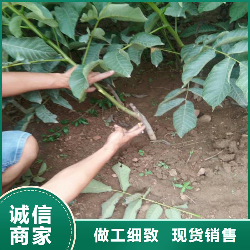 核桃苗葡萄苗严格把控质量
