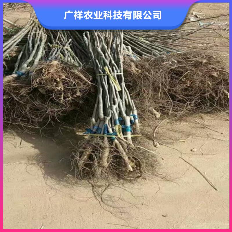 核桃苗【徐香猕猴桃树苗】符合行业标准
