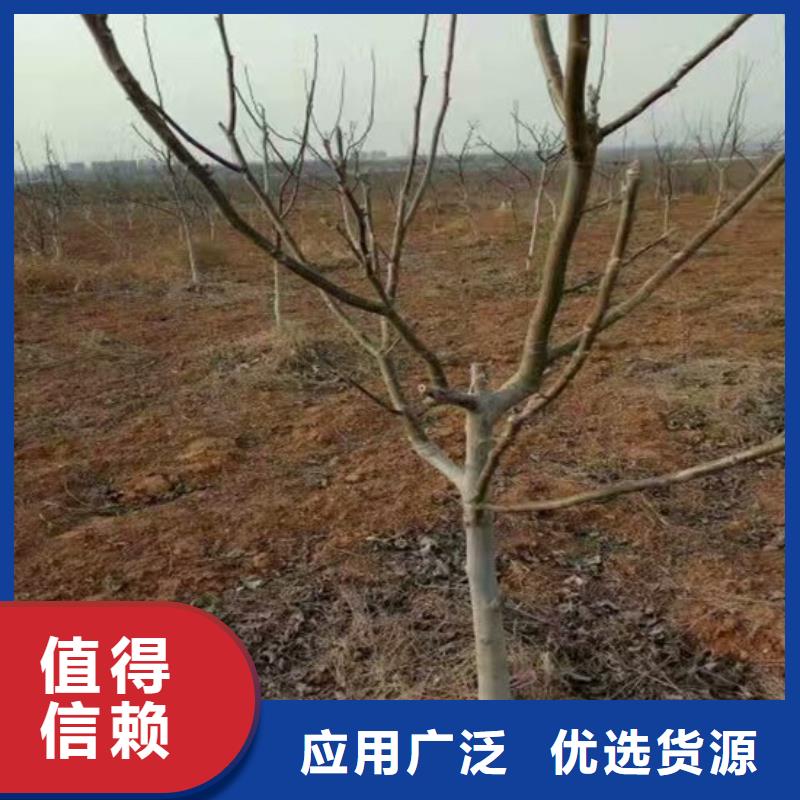 核桃苗香椿树苗一对一为您服务