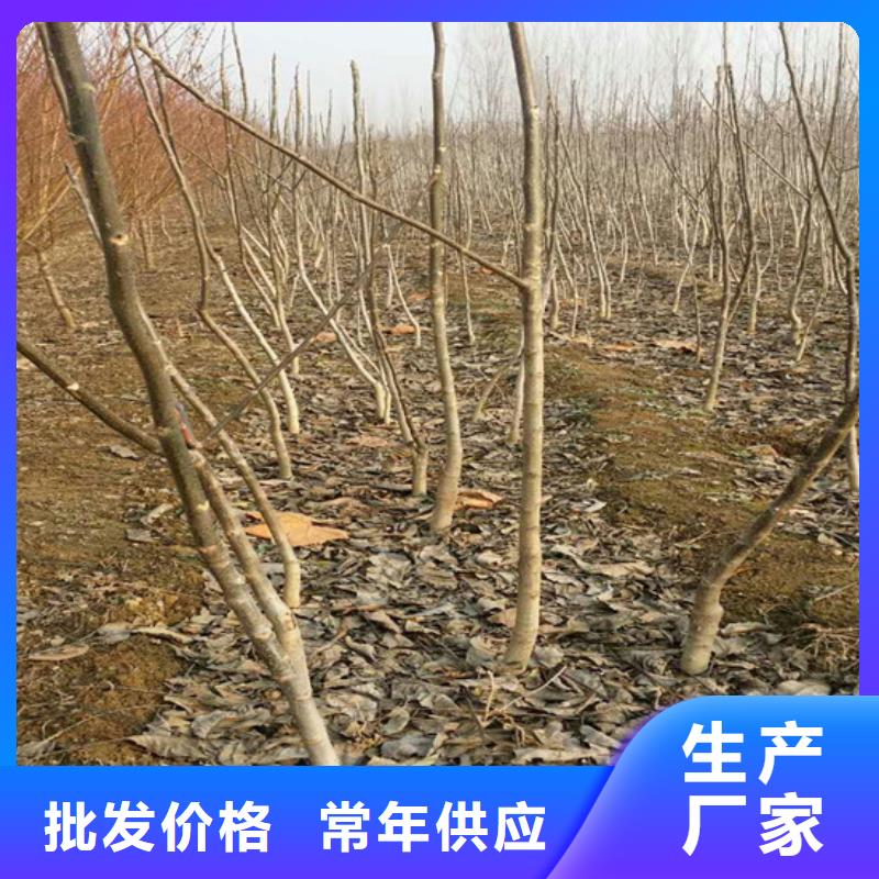 核桃苗,【黑珍珠草莓苗】库存量大