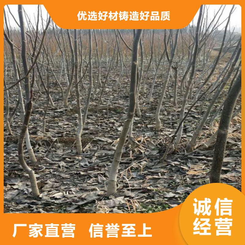 核桃苗蜂糖李子树苗支持大批量采购