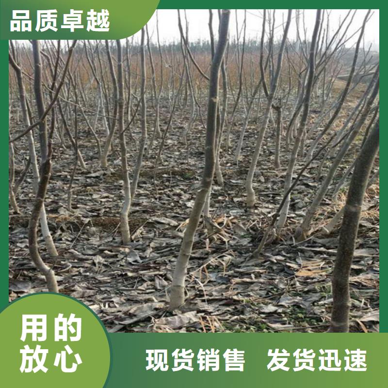 核桃苗,【黑珍珠草莓苗】库存量大
