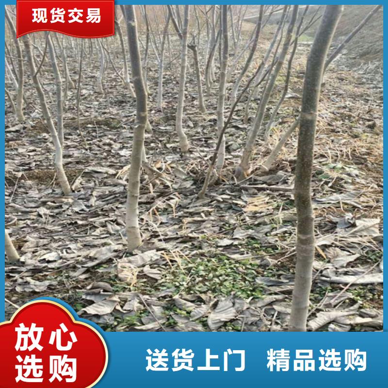 核桃苗蜂糖李子树苗支持大批量采购