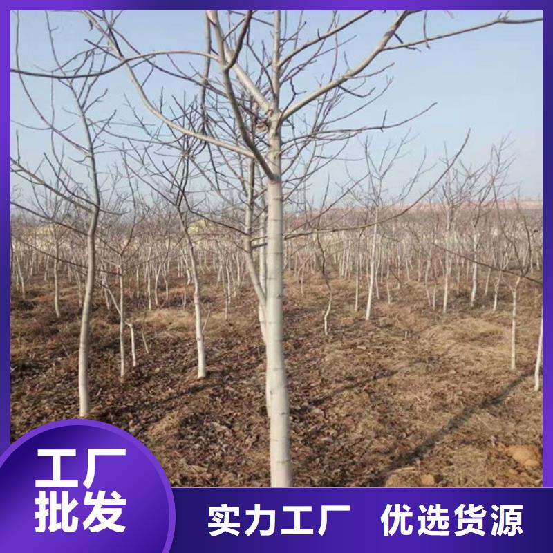 核桃苗,【黑珍珠草莓苗】库存量大