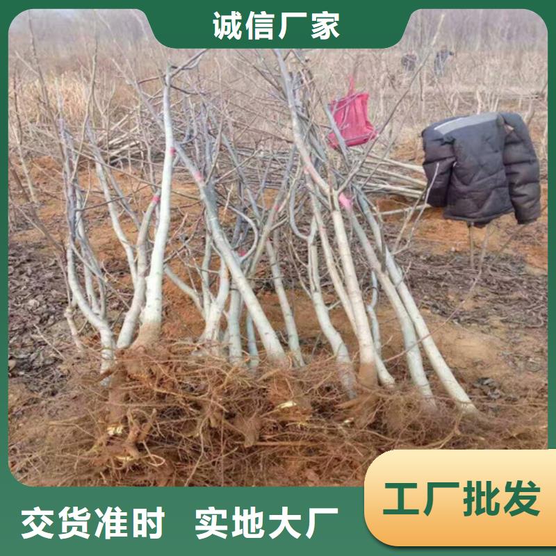 核桃苗桃树苗基地优势