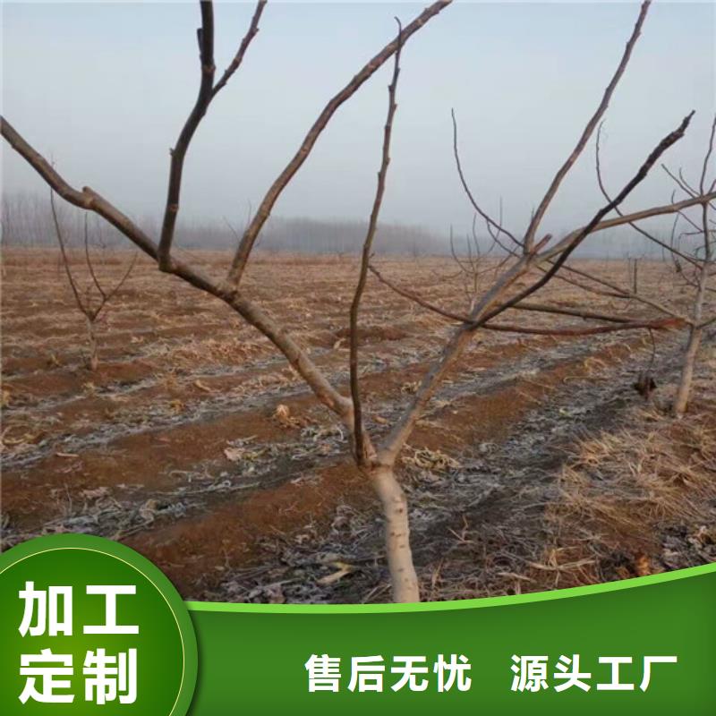 核桃苗,【艾琳娜西梅树苗】货源直销