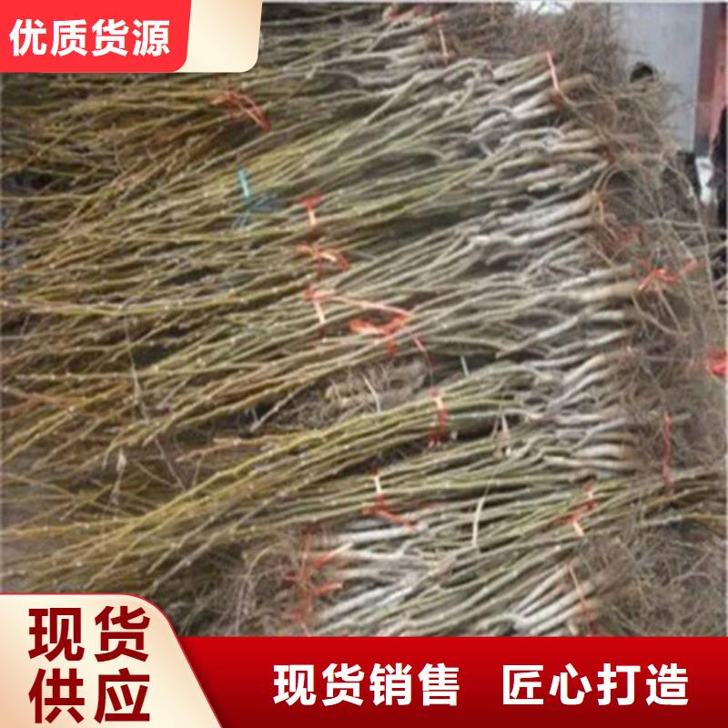 核桃苗果树苗助您降低采购成本