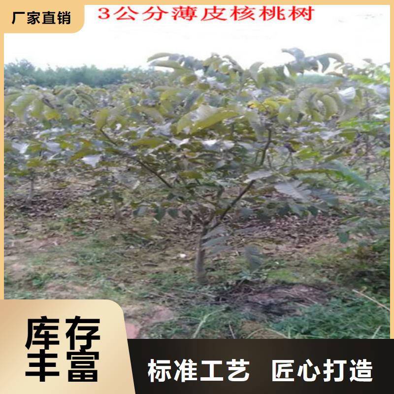 【核桃苗】,草莓苗价格供应商