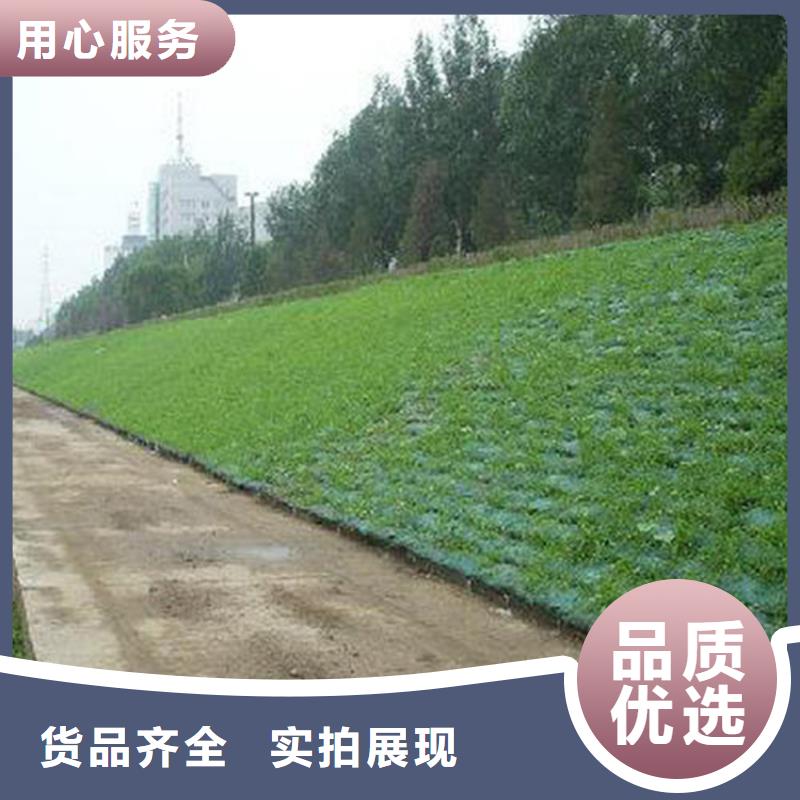 三维植被网土工布厂家案例