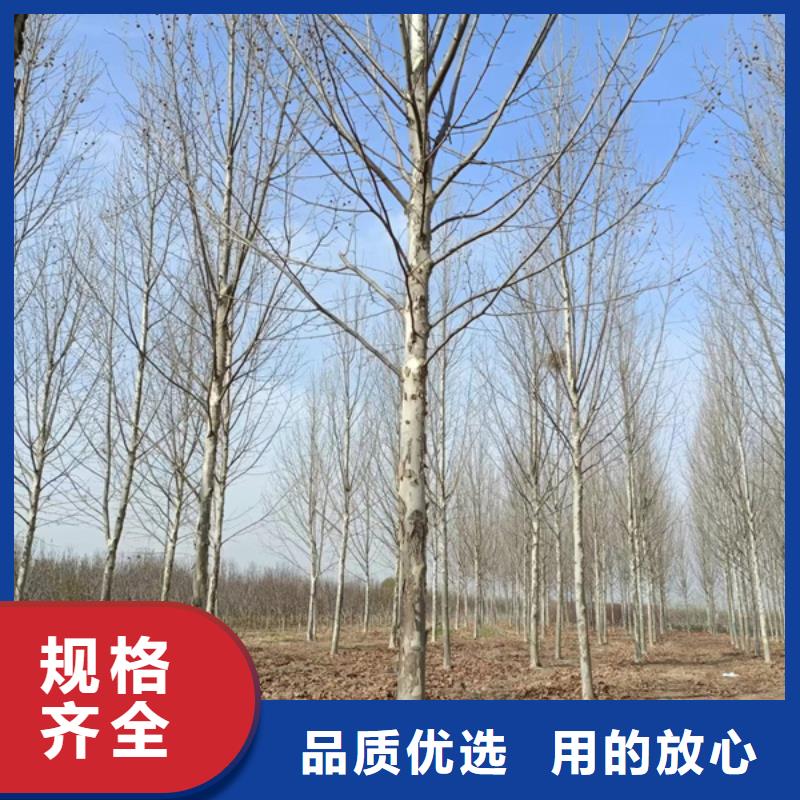 法桐,五角枫种类丰富