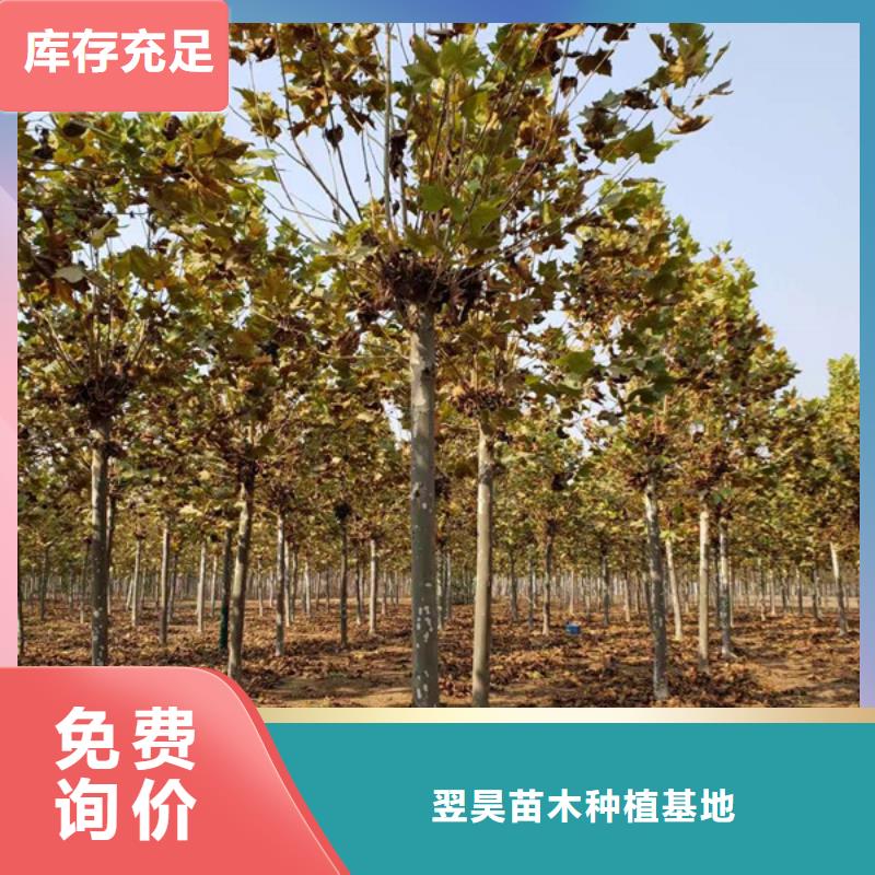 法桐黄金槐实力雄厚品质保障