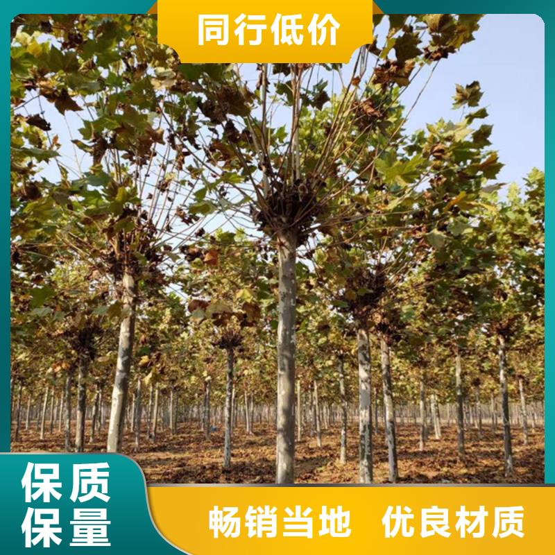 法桐【黄金槐】多种规格可选