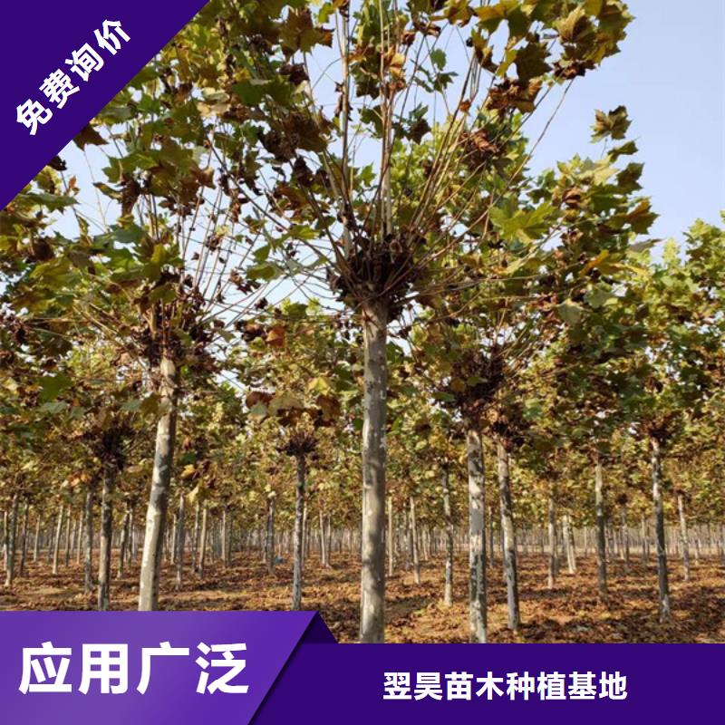 【法桐】五角枫用心细节