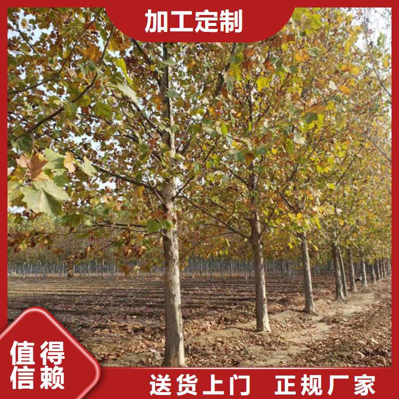 【法桐】金叶白蜡品质信得过
