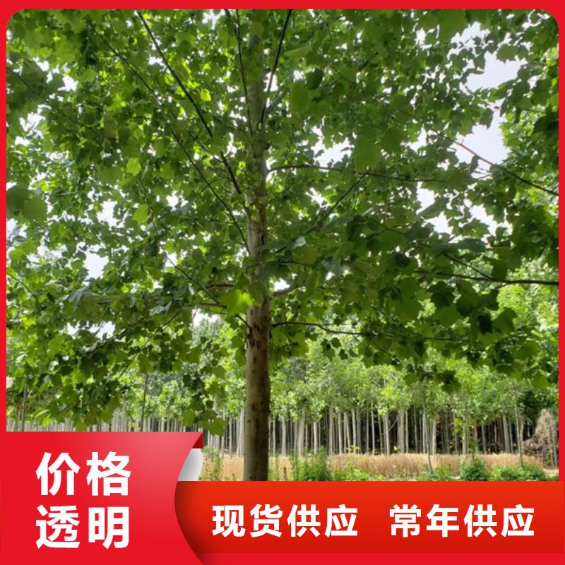【法桐白蜡保障产品质量】