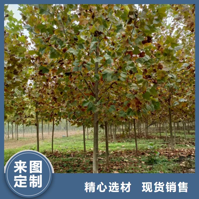 法桐,【黄金槐】实力工厂