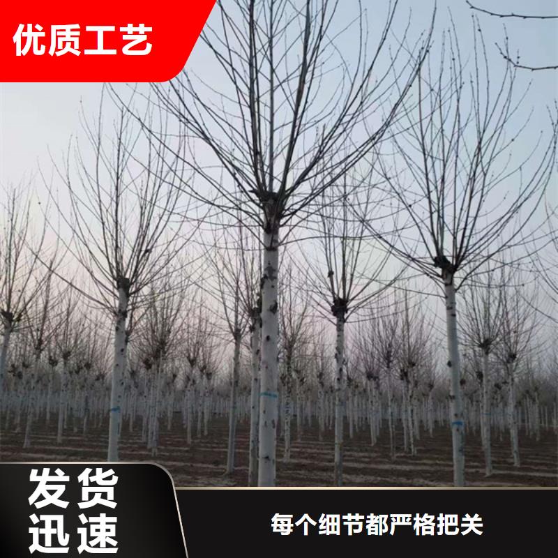 法桐-原生冠法桐发货迅速
