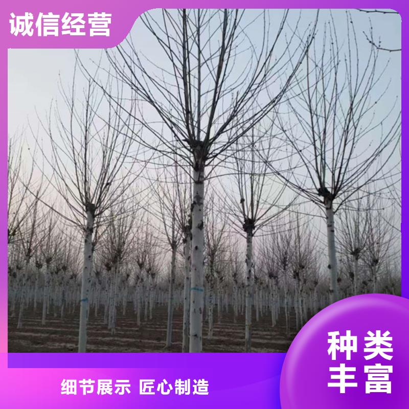法桐黄金槐多种规格可选