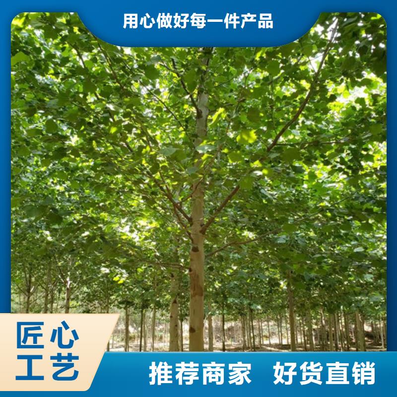法桐-截杆发帽好产品价格低