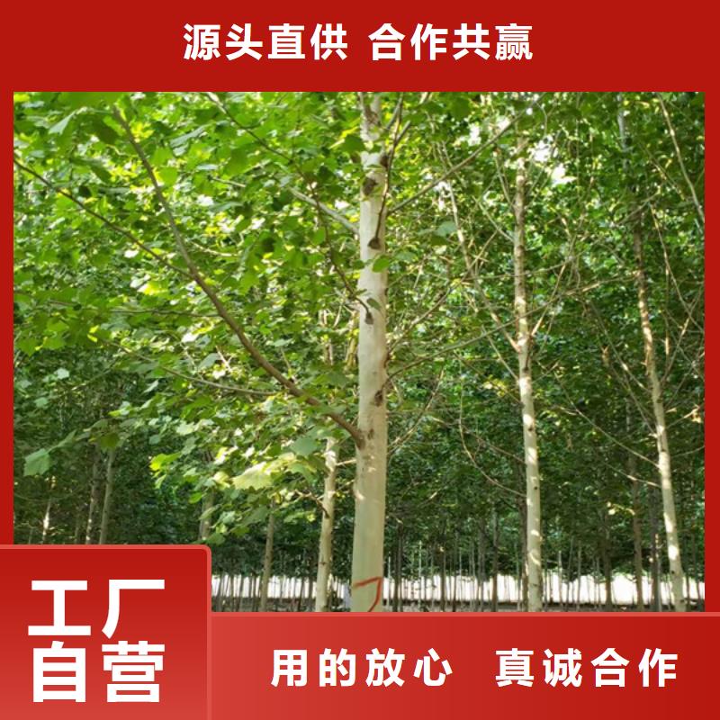 法桐黄金槐实力雄厚品质保障