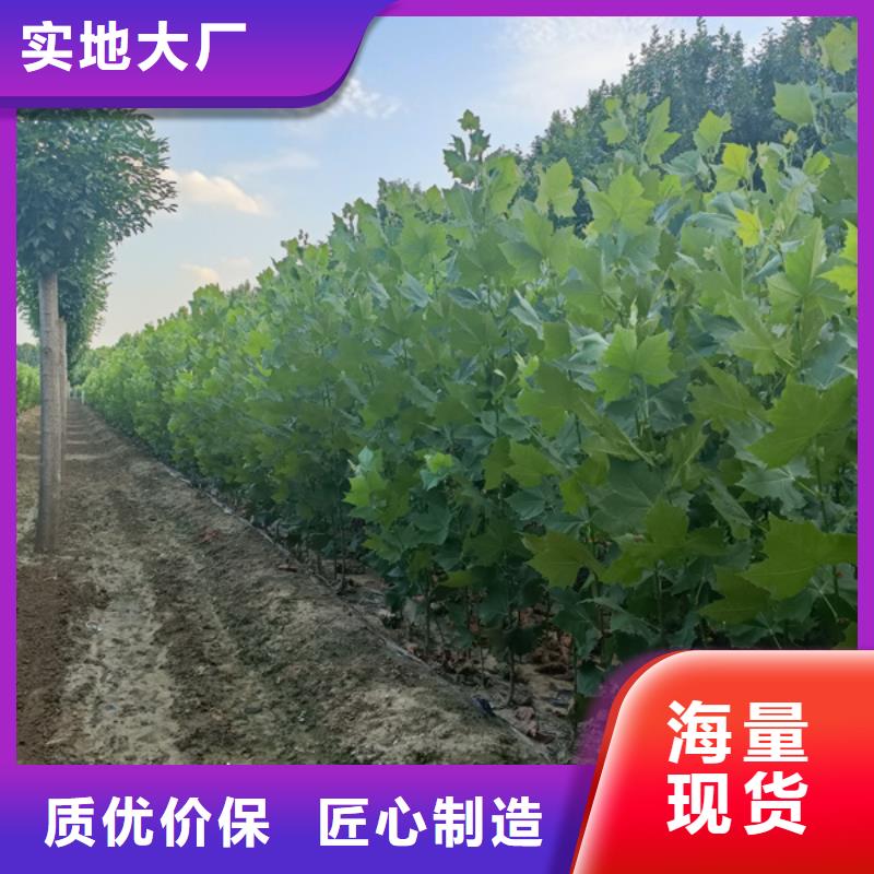 【法桐】-美国红枫厂家货源