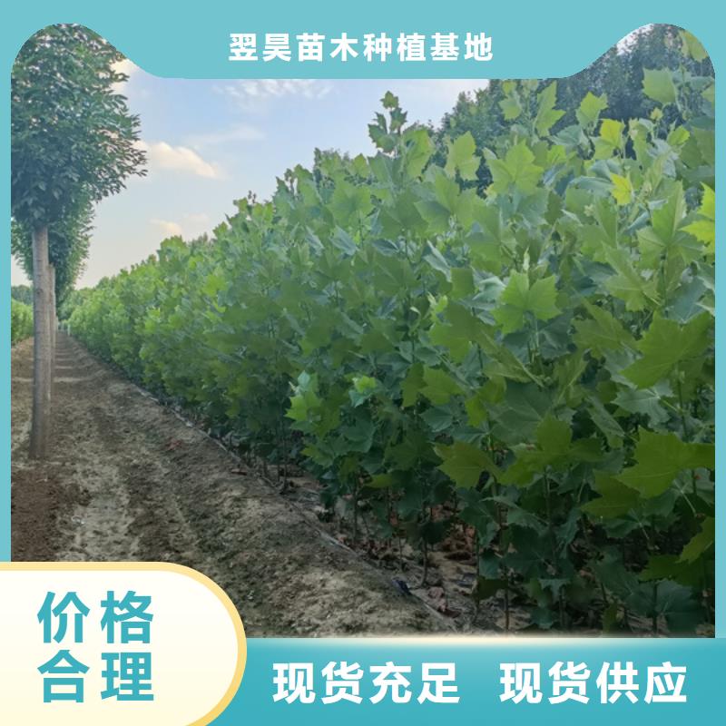 法桐炫丽海棠工厂现货供应