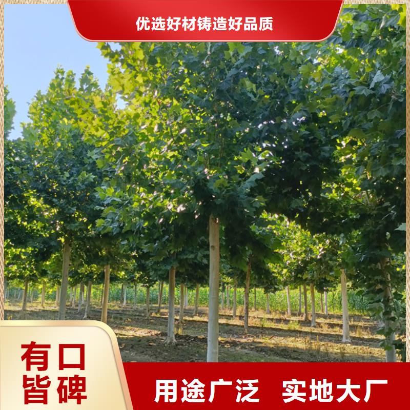 【法桐白蜡大库存无缺货危机】