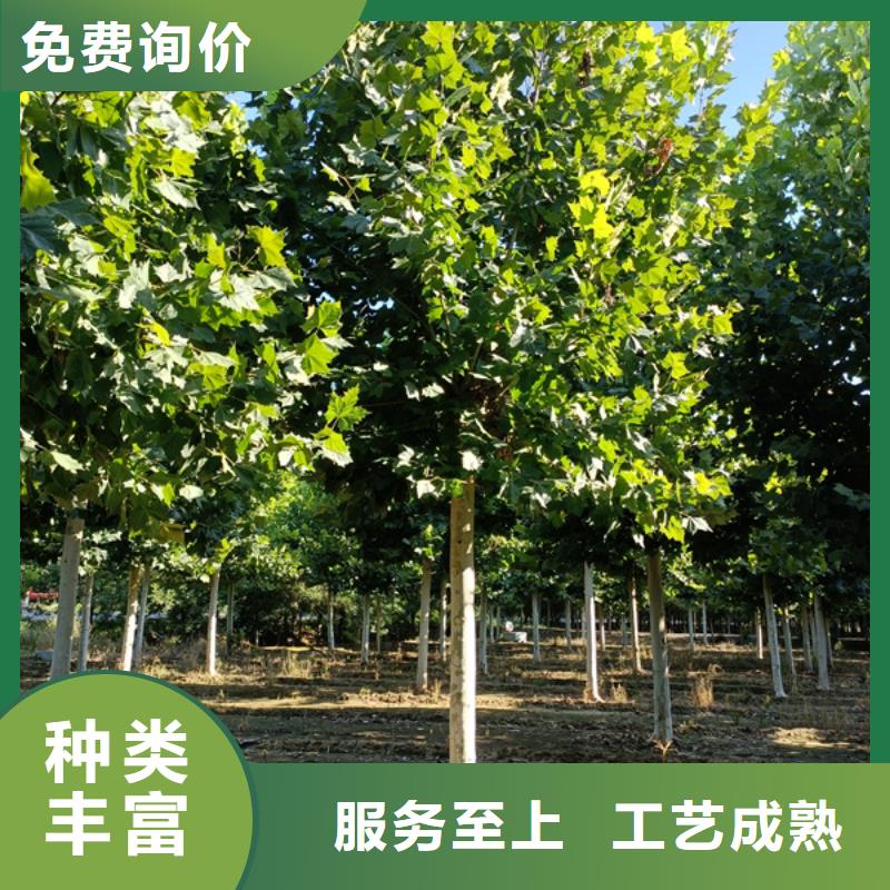  法桐实体厂家大量现货