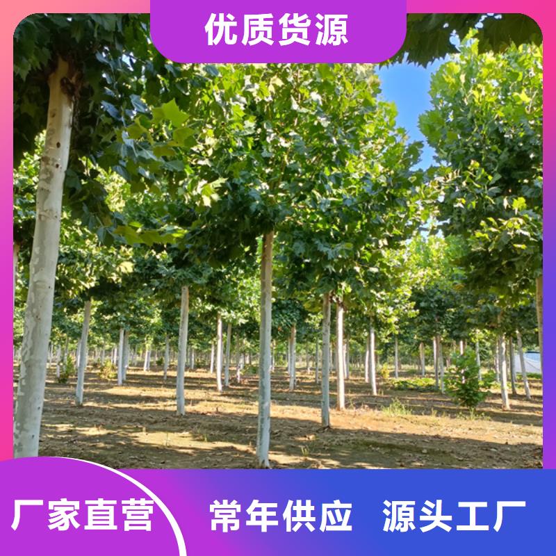 法桐炫丽海棠工厂现货供应