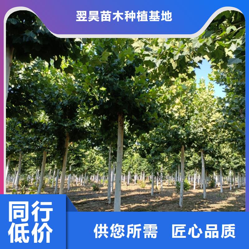 法桐美国红枫专业生产设备