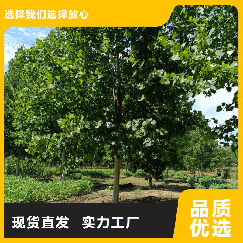 法桐金叶槐来图来样定制