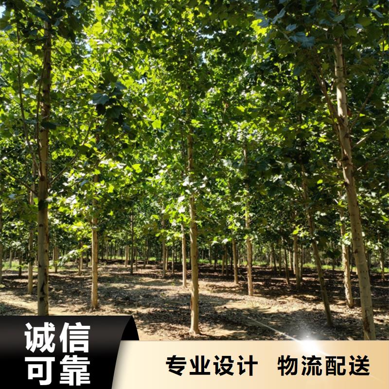 法桐炫丽海棠工厂现货供应