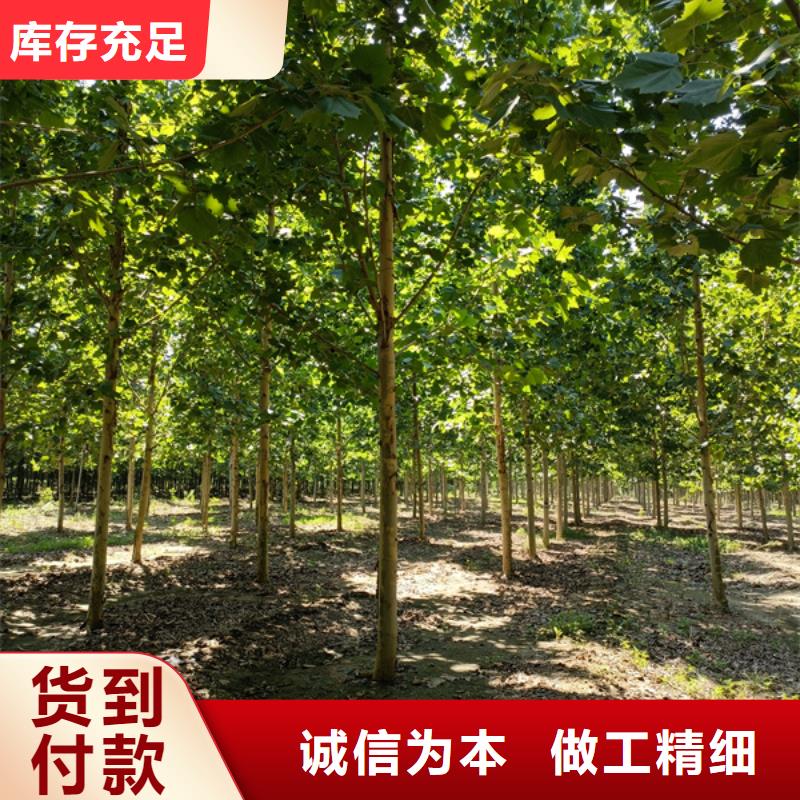 【法桐_黄金槐出厂严格质检】